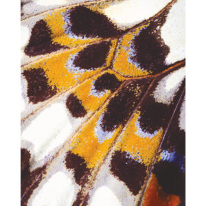 Mariposa - L Panel - 8733 34 18
